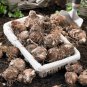 Caladiums Random Mix Size #1 (3 Bulbs LARGE!!!)