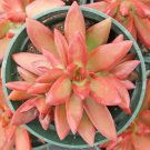 Live Succulent Plant Sedum Adolfii Real Fully Rooted Home 2" Planter Pot