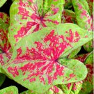 2ct. Caladium Raspberry Moon Bulbs (LIMITED SUPPLY) 2ct. Caladium Raspberry Moon Bulbs (LIMITED SUPPLY)