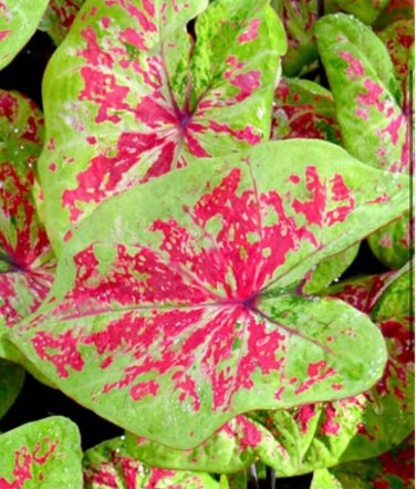 2ct. Caladium Raspberry Moon Bulbs (LIMITED SUPPLY)