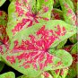 2ct. Caladium Raspberry Moon Bulbs (LIMITED SUPPLY)