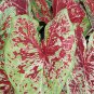 2ct. Caladium Raspberry Moon Bulbs (LIMITED SUPPLY)