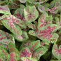 2ct. Caladium Raspberry Moon Bulbs (LIMITED SUPPLY)