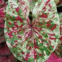 2ct. Caladium Raspberry Moon Bulbs (LIMITED SUPPLY)