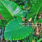 Upright Elephant Ear “Alocasia Odora”(1 XL Bulb) - Flourishing Vent