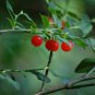Huckleberry Bush Red Seeds (Vaccinium parvifolium) 5+Seeds