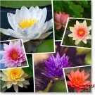 (10) Mixed Aquatic Hardy Water Lily Bonsai Lotus Seeds (10) Mixed Aquatic Hardy Water Lily Bonsai Lotus Seeds