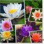 (10) Mixed Aquatic Hardy Water Lily Bonsai Lotus Seeds