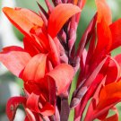 1x Robert Kemp Canna Lily Live Rhizome 1x Robert Kemp Canna Lily Live Rhizome