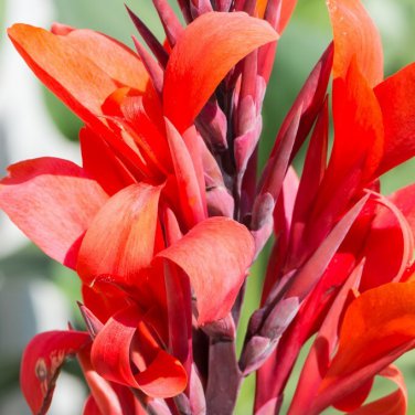 1x Robert Kemp Canna Lily Live Rhizome
