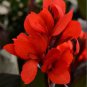 1x Robert Kemp Canna Lily Live Rhizome