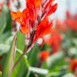 1x Robert Kemp Canna Lily Live Rhizome