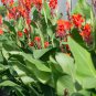1x Robert Kemp Canna Lily Live Rhizome