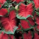 (2) Blaze Caladium Tropical Bulbs (2) Blaze Caladium Tropical Bulbs