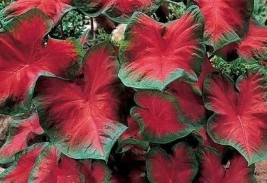 (2) Blaze Caladium Tropical Bulbs