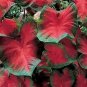 (2) Blaze Caladium Tropical Bulbs