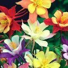 40 COLUMBINE MCKANA GIANTS SEEDS SPRING MIX PERENNIAL FLOWER DEER RESISTANT USA 40 COLUMBINE MCKANA GIANTS SEEDS SPRING MIX PERENNIAL FLOWER DEER RESISTANT USA