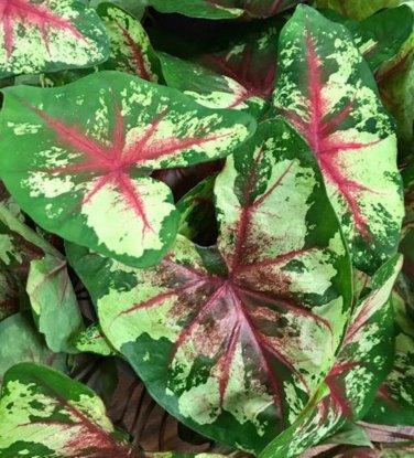Caladium 'Flatter Me' Size #2 (2 Bulbs) (You get 2 bulbs)