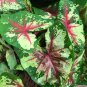 Caladium 'Flatter Me' Size #2 (2 Bulbs) (You get 2 bulbs)