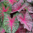 (2) - Caladium Party Punch' Bulbs (2) - Caladium Party Punch' Bulbs