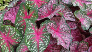 (2) - Caladium Party Punch' Bulbs