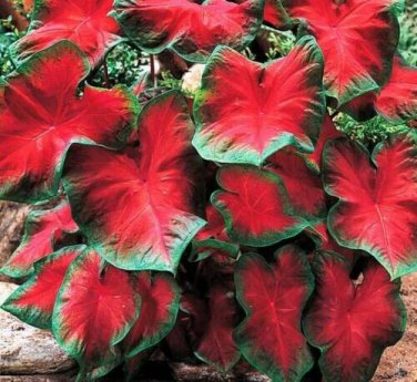 `2x Caladium Freida Hemple Bulbs  chicsonabudget