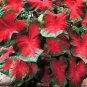 `2x Caladium Freida Hemple Bulbs  chicsonabudget