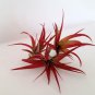2x Tillandsia Red Brachycaulos | 2-3 Inches| Indoor Airplant