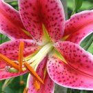 (1) Pink Stargazers LILY BULB -Chicsonabudget (1) Pink Stargazers LILY BULB -Chicsonabudget