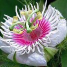 Passiflora foetida 10 Seeds Passiflora foetida 10 Seeds