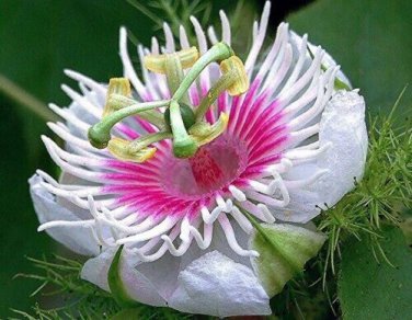 Passiflora foetida 10 Seeds