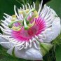 Passiflora foetida 10 Seeds