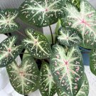 2ct. Caladium Galaxy Bulbs 2ct. Caladium Galaxy Bulbs