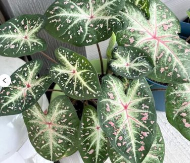 2ct. Caladium Galaxy Bulbs