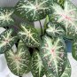 2ct. Caladium Galaxy Bulbs