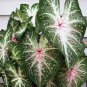 2ct. Caladium Galaxy Bulbs