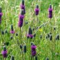 1600 Purple Prairie Clover Seeds USA Harvested pollinator bee butterfly