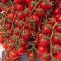 (25) Red Cherry Tomato SUPER SWEET Seeds