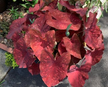 Caladium 'Dragon Heart' Size#2 (You get 2 bulbs)