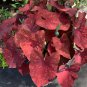 Caladium 'Dragon Heart' Size#2 (You get 2 bulbs)
