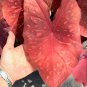 Caladium 'Dragon Heart' Size#2 (You get 2 bulbs)