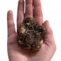 Caladium 'Dragon Heart' Size#2 (You get 2 bulbs)