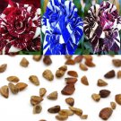 30 Seeds| Muti- color Mix Rose Seeds 30 Seeds| Muti- color Mix Rose Seeds