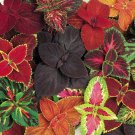 Coleus Wizard Rainbow Velvet Flower Seeds 20+ per pack Coleus Wizard Rainbow Velvet Flower Seeds 20+ per pack