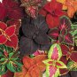 Coleus Wizard Rainbow Velvet Flower Seeds 20+ per pack