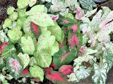 3ct. Caladium Mixed Bulbs