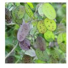 15 Lunaria Annua Seeds Brassicaceae Honesty Silver Dollar Money Plant Seeds 15 Lunaria Annua Seeds Brassicaceae Honesty Silver Dollar Money Plant Seeds