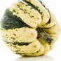 SWEET DUMPLING WINTER SQUASH GARDEN SEEDS - HEIRLOOM, NON-GMO - VEGETABLE