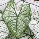 2ct. Caladium Candidum Bulbs 2ct. Caladium Candidum Bulbs