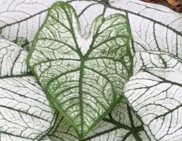 2ct. Caladium Candidum  Bulbs